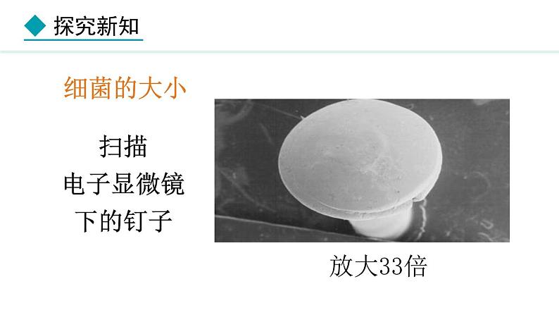 2.3.2  细菌 课件-2024--2025学年人教版生物七年级上册03