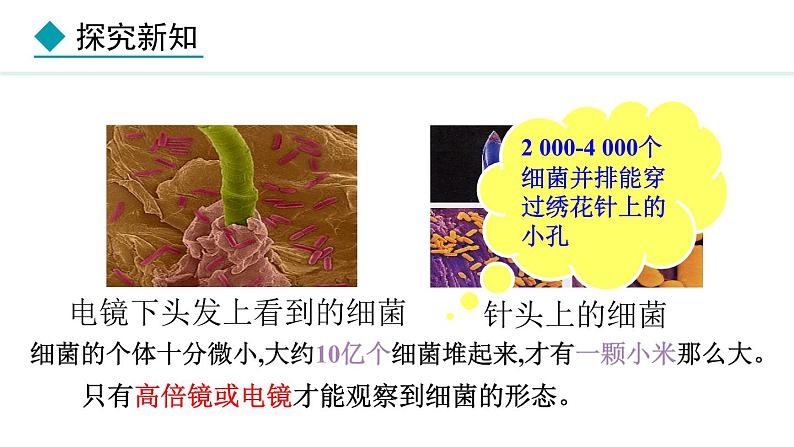 2.3.2  细菌 课件-2024--2025学年人教版生物七年级上册06