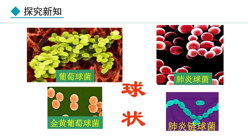 2.3.2  细菌 课件-2024--2025学年人教版生物七年级上册08