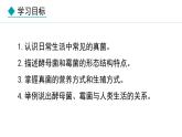 2.3.3  真菌 课件-2024--2025学年人教版生物七年级上册