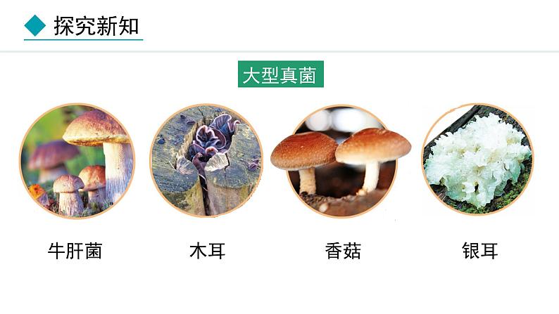 2.3.3  真菌 课件-2024--2025学年人教版生物七年级上册04