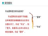 2.3.3  真菌 课件-2024--2025学年人教版生物七年级上册