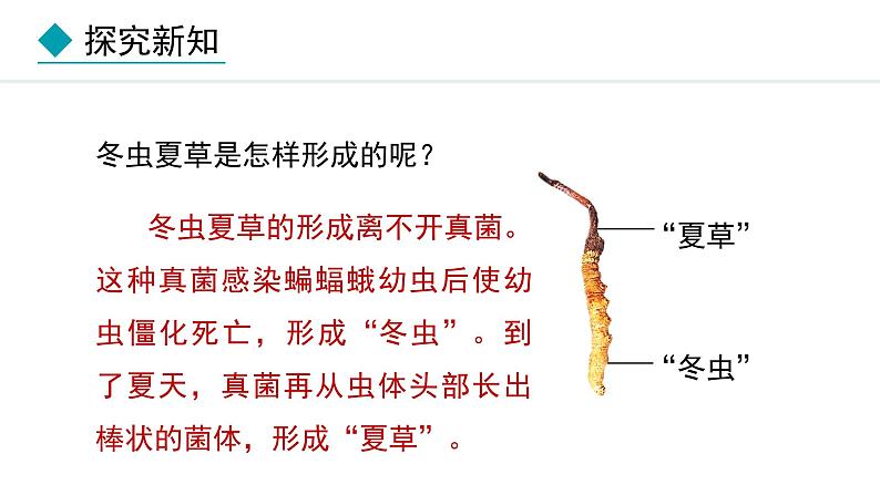 2.3.3  真菌 课件-2024--2025学年人教版生物七年级上册05