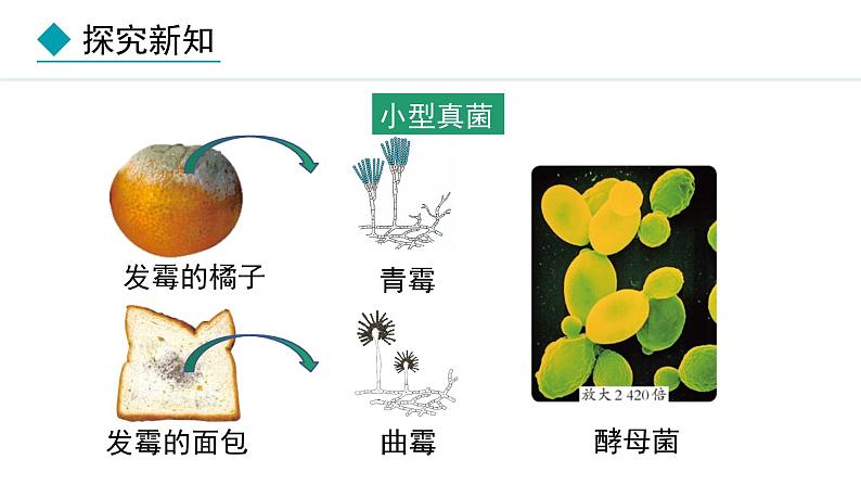 2.3.3  真菌 课件-2024--2025学年人教版生物七年级上册06