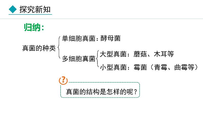 2.3.3  真菌 课件-2024--2025学年人教版生物七年级上册07