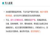 2.3.4  病毒 课件-2024--2025学年人教版生物七年级上册