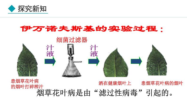 2.3.4  病毒 课件-2024--2025学年人教版生物七年级上册08