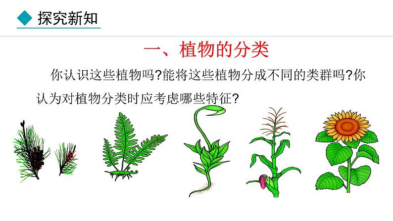 2.4.1  尝试对生物进行分类 课件-2024--2025学年人教版生物七年级上册06