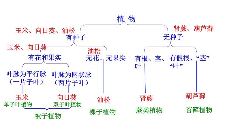 2.4.1  尝试对生物进行分类 课件-2024--2025学年人教版生物七年级上册07