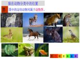2.4.2  从种到界 课件-2024--2025学年人教版生物七年级上册