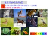 2.4.2  从种到界 课件-2024--2025学年人教版生物七年级上册