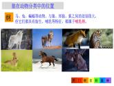 2.4.2  从种到界 课件-2024--2025学年人教版生物七年级上册