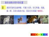 2.4.2  从种到界 课件-2024--2025学年人教版生物七年级上册