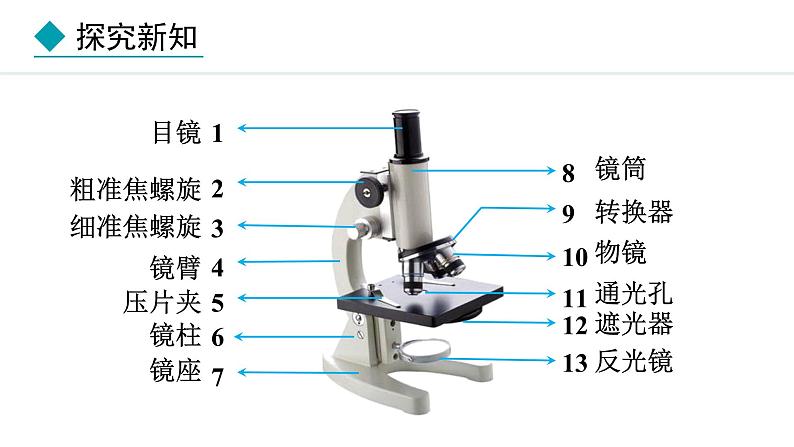 1.1.1  显微镜的使用 课件--2024-2025学年冀少版生物七年级上册05