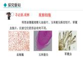 1.1.2  细胞的形态 课件--2024-2025学年冀少版生物七年级上册
