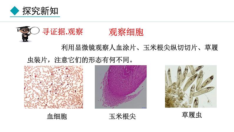 1.1.2  细胞的形态 课件--2024-2025学年冀少版生物七年级上册03