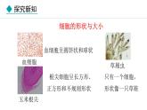 1.1.2  细胞的形态 课件--2024-2025学年冀少版生物七年级上册