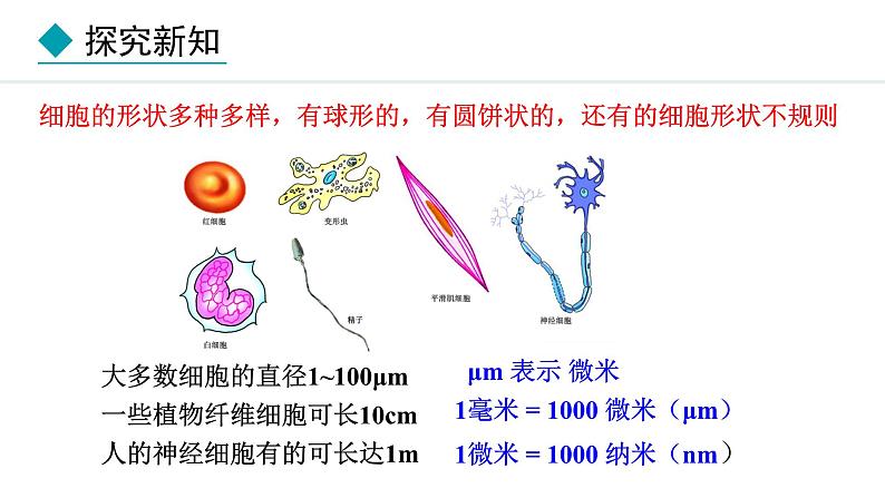 1.1.2  细胞的形态 课件--2024-2025学年冀少版生物七年级上册05