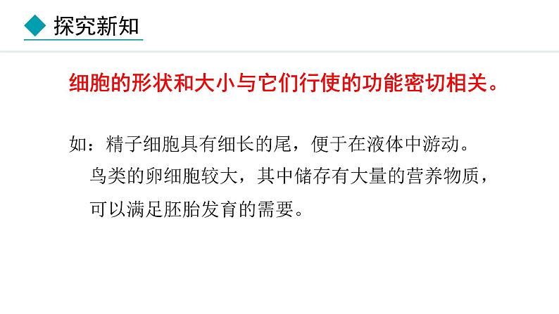 1.1.2  细胞的形态 课件--2024-2025学年冀少版生物七年级上册06