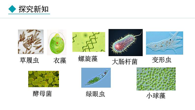 1.1.2  细胞的形态 课件--2024-2025学年冀少版生物七年级上册08