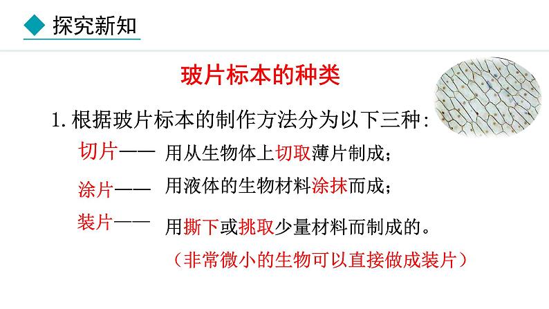 1.1.3  细胞的结构 课件--2024-2025学年冀少版生物七年级上册07