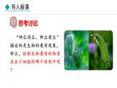 1.1.4  细胞的生命活动 课件--2024-2025学年冀少版生物七年级上册