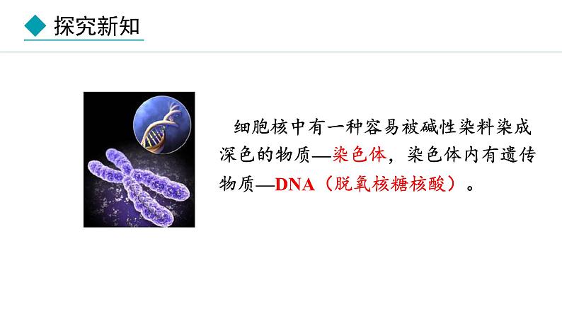 1.1.4  细胞的生命活动 课件--2024-2025学年冀少版生物七年级上册07