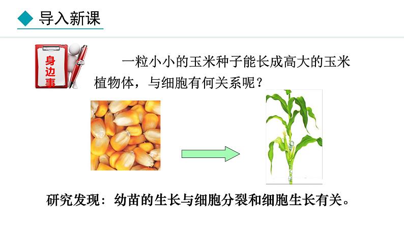 1.2.1  细胞的分裂 课件--2024-2025学年冀少版生物七年级上册03