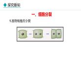 1.2.1  细胞的分裂 课件--2024-2025学年冀少版生物七年级上册