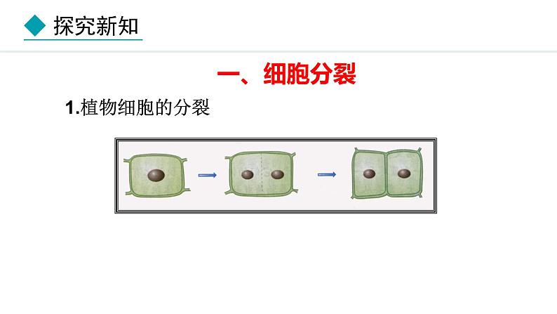 1.2.1  细胞的分裂 课件--2024-2025学年冀少版生物七年级上册04