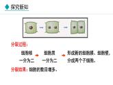 1.2.1  细胞的分裂 课件--2024-2025学年冀少版生物七年级上册
