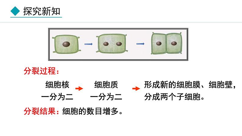 1.2.1  细胞的分裂 课件--2024-2025学年冀少版生物七年级上册05