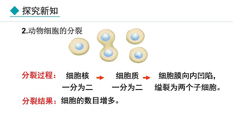 1.2.1  细胞的分裂 课件--2024-2025学年冀少版生物七年级上册06