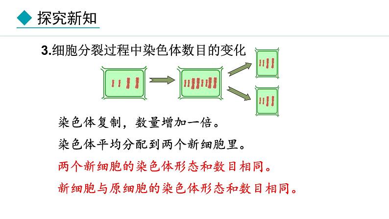 1.2.1  细胞的分裂 课件--2024-2025学年冀少版生物七年级上册08