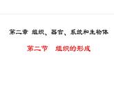 1.2.2  组织的形成 课件--2024-2025学年冀少版生物七年级上册