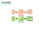 1.2.2  组织的形成 课件--2024-2025学年冀少版生物七年级上册