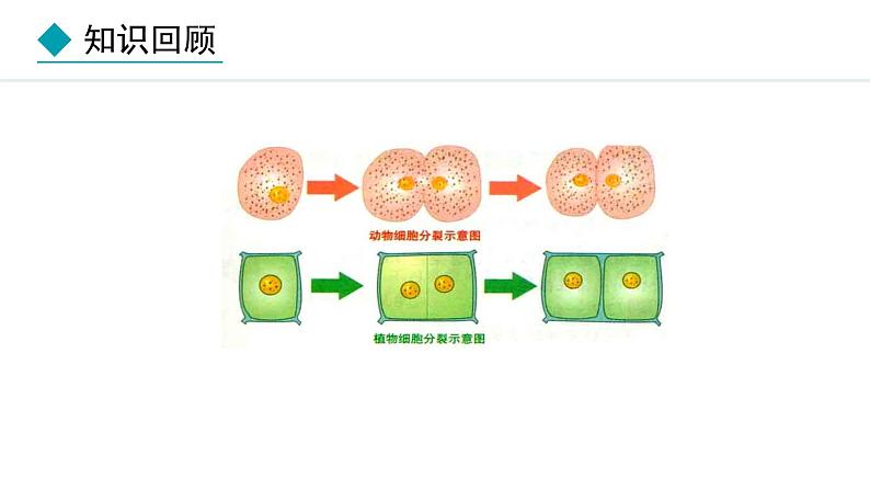 1.2.2  组织的形成 课件--2024-2025学年冀少版生物七年级上册03