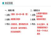 1.2.2  组织的形成 课件--2024-2025学年冀少版生物七年级上册