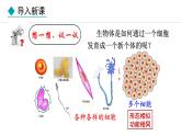 1.2.2  组织的形成 课件--2024-2025学年冀少版生物七年级上册