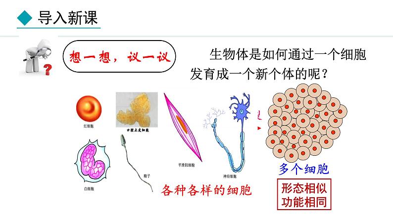 1.2.2  组织的形成 课件--2024-2025学年冀少版生物七年级上册05