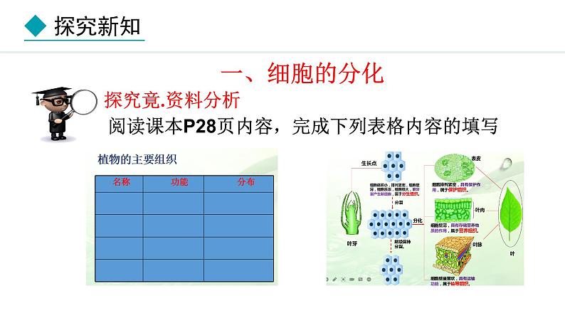 1.2.2  组织的形成 课件--2024-2025学年冀少版生物七年级上册06