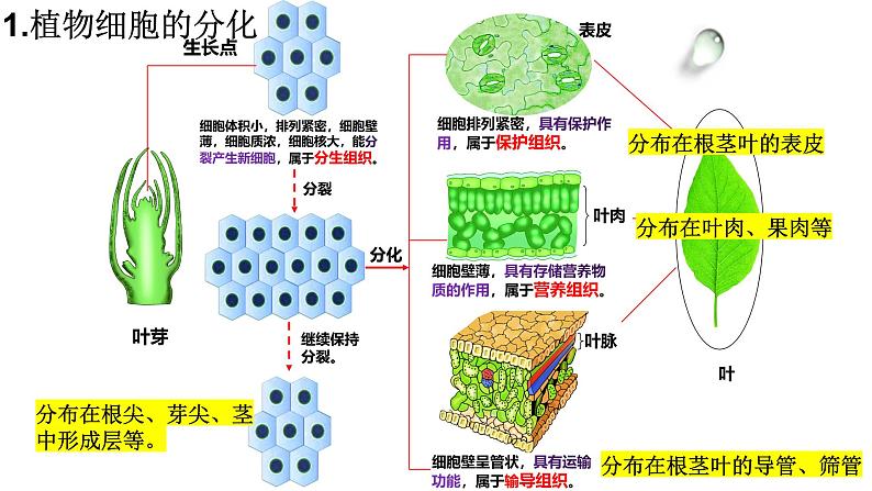 1.2.2  组织的形成 课件--2024-2025学年冀少版生物七年级上册07