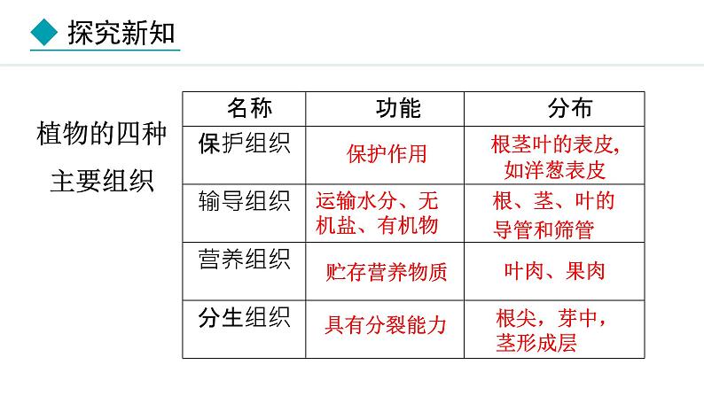 1.2.2  组织的形成 课件--2024-2025学年冀少版生物七年级上册08