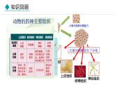 1.2.3  器官和系统 课件--2024-2025学年冀少版生物七年级上册