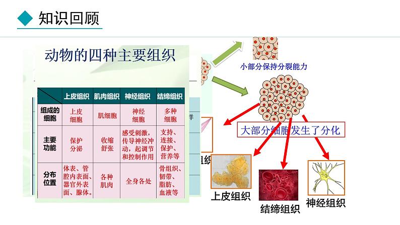 1.2.3  器官和系统 课件--2024-2025学年冀少版生物七年级上册03