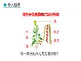 1.2.3  器官和系统 课件--2024-2025学年冀少版生物七年级上册
