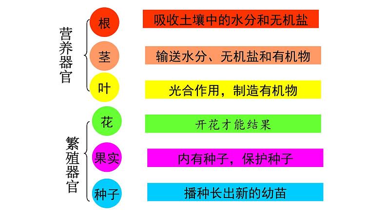 1.2.3  器官和系统 课件--2024-2025学年冀少版生物七年级上册05