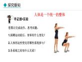 1.2.4  生物体 课件--2024-2025学年冀少版生物七年级上册
