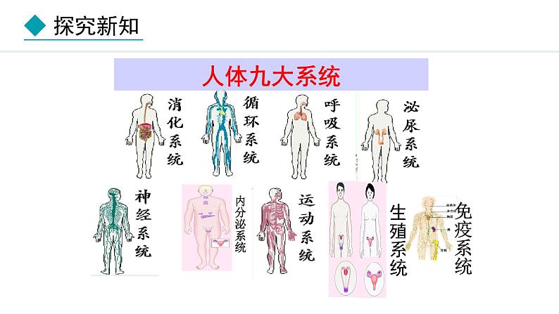 1.2.4  生物体 课件--2024-2025学年冀少版生物七年级上册04