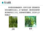 2.1.1  藻类 课件--2024-2025学年冀少版生物七年级上册